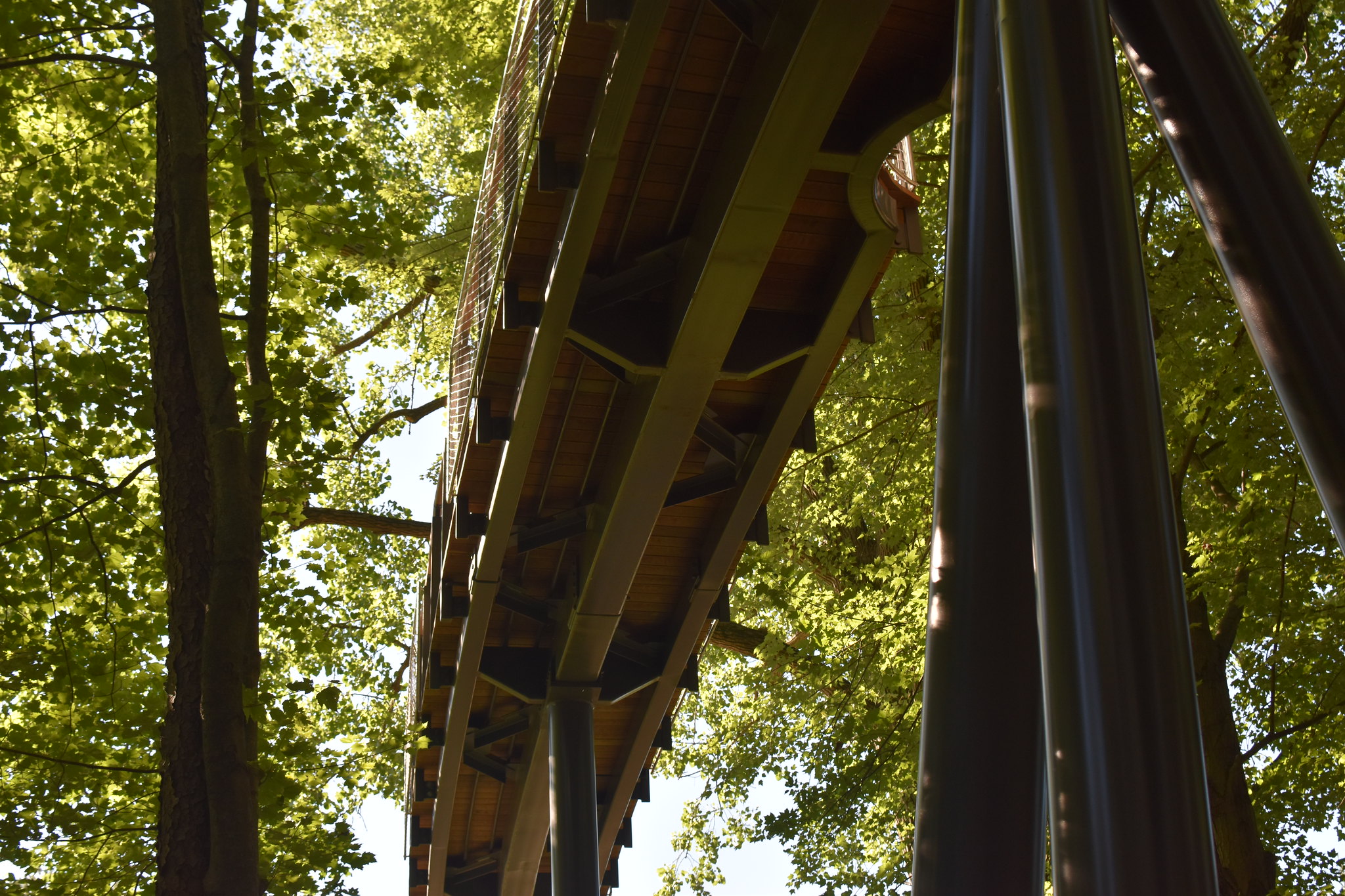Whiting Forest of Dow Gardens Canopy Walk, An Adco Detailing Project, winner of the 2020 SDS2 Solid Steel Awards in Commercial, Small tonnage. Photo courtesy of Dow Gardens.