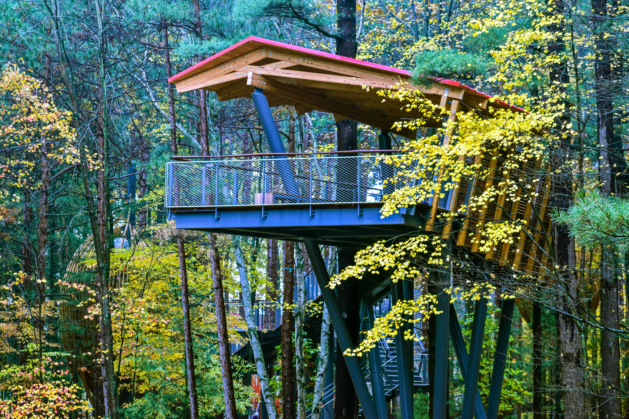 Whiting Forest of Dow Gardens Canopy Walk, An Adco Detailing Project, winner of the 2020 SDS2 Solid Steel Awards in Commercial, Small tonnage. Photo courtesy of Dow Gardens.